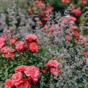 Lavendel im rosengarten ein Hoch fuer die Sinne