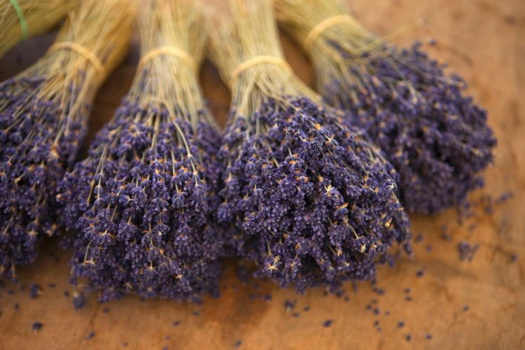 Lavendel stört den Orientierungssinn von Ameisen