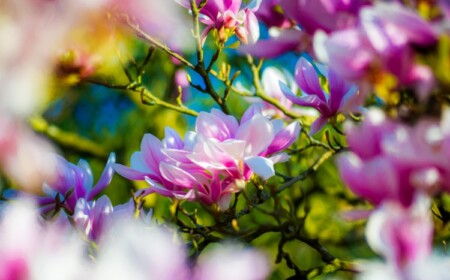 Magnolie im Garten pflanzen und pflegen - Tipps zu Standort, Düngen und schneiden