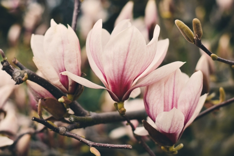 Magnolie im Garten pflanzen und pflegen - Wie sollte man düngen