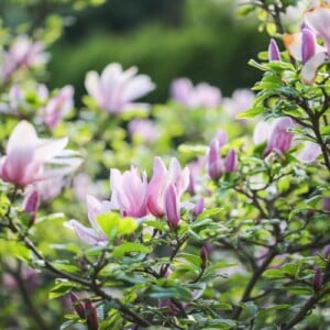 Magnolien Blütezeit Wie wir sie verlängern können