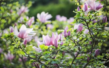 Magnolien Blütezeit Wie wir sie verlängern können