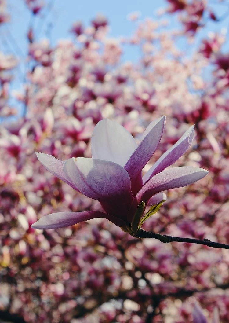 Magnolien Blütezeit atemberaubend schön und duftend