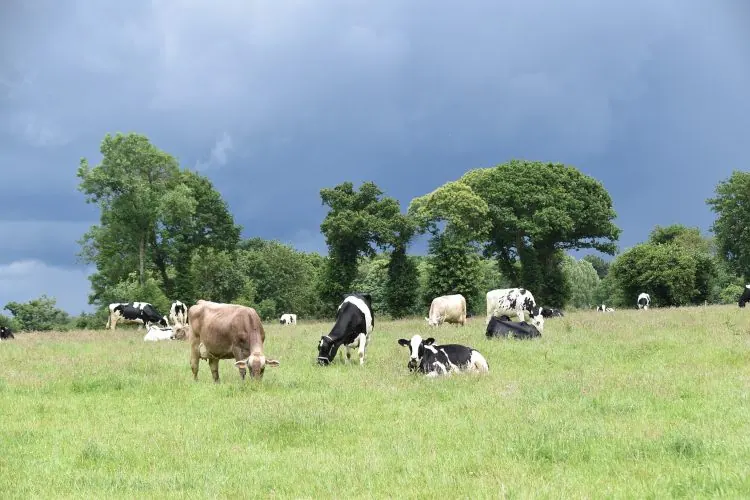 Dairy products for grazing are healthy for humans and animals