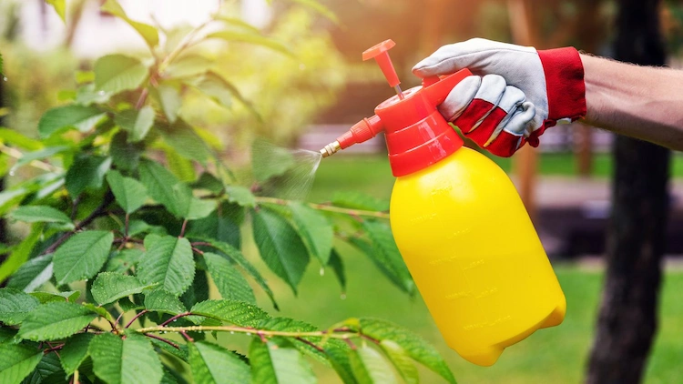 Mit hausgemachten Pflanzensprays können Sie Ihre Gartenpflanzen schützen