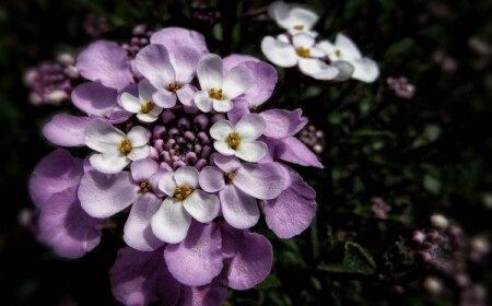 Nach der Blütezeit tragen die Schleifenblumen Früchte