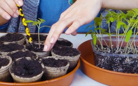 Nachdem Sie die Tomatenpflanzen pikieren, müssen sie gegossen werden