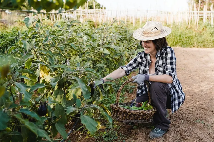 Nachhaltig gärtnern und den Garten umweltfreundlich gestalten bringt gesunde Ernte