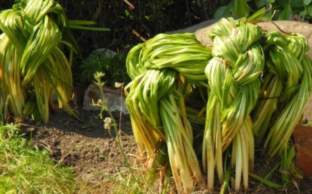 Narzissen nach der Blüte wie pflegen Blätter binden