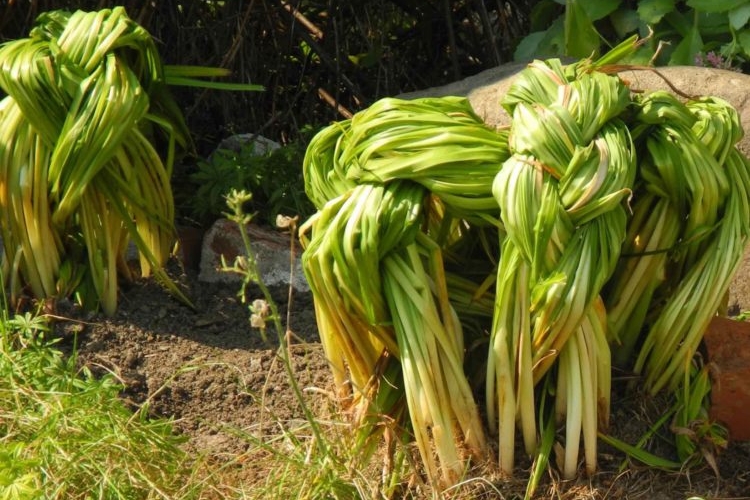 Narzissen nach der Blüte wie pflegen Blätter binden