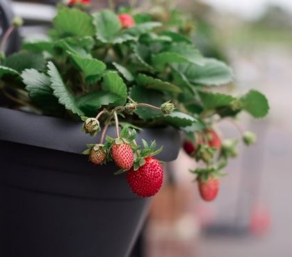 Obst für den Naschbalkon - süße Erdbeeren