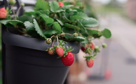 Obst für den Naschbalkon - süße Erdbeeren