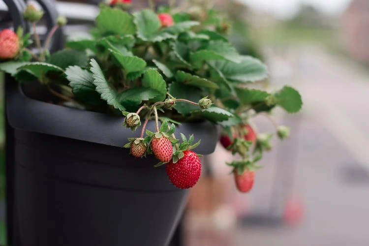 Obst für den Naschbalkon - süße Erdbeeren
