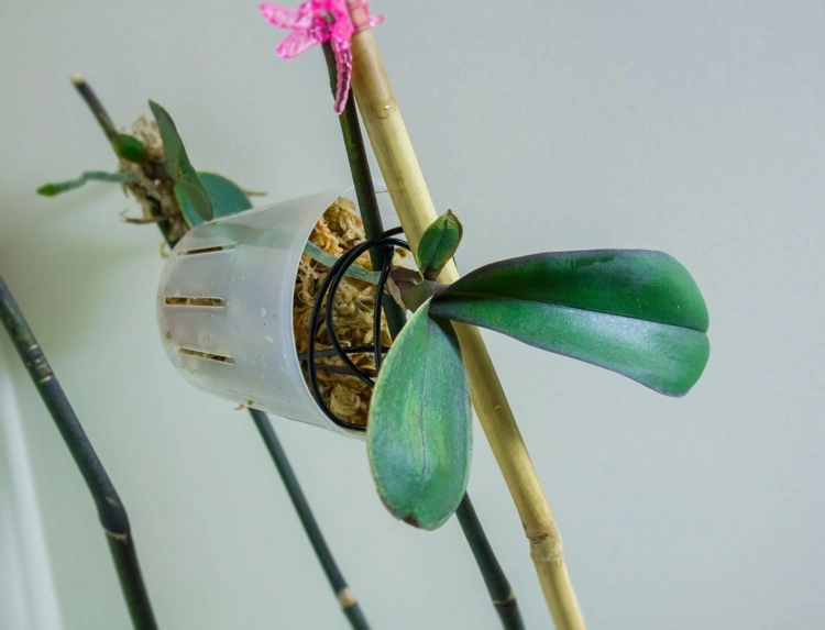 Orchideen Ableger einpflanzen in hochwertiges Substrat