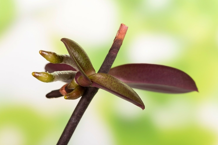 Orchideen Ableger ziehen - Tipps für Kindel und Bulben