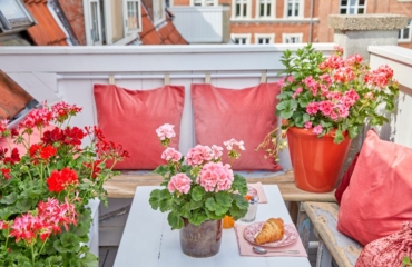Pelargonien auf dem sonnigen Balkon beliebte Pflanzpartner