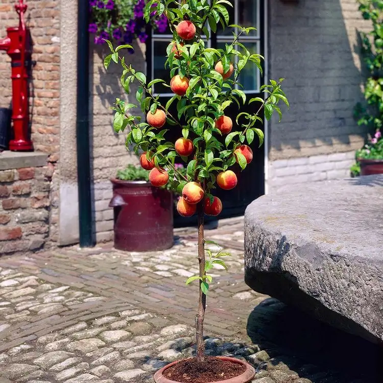 Pfirsichbaum auf Balkon oder Terrasse anbauen - eine Zwergsorte