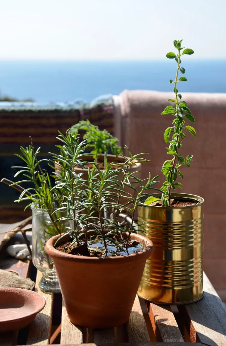 Pflanzen für schattigen Balkon – Rosmarin