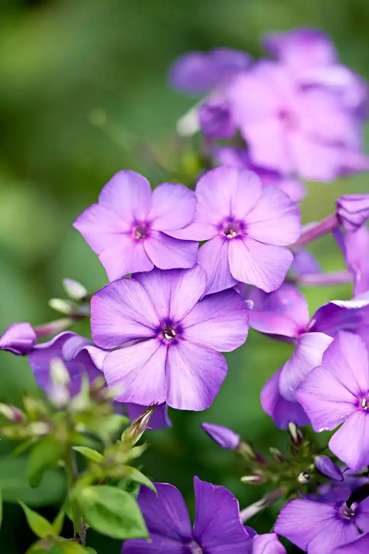 Phlox im immerblühenden Beet anlegen welche Pflanzen