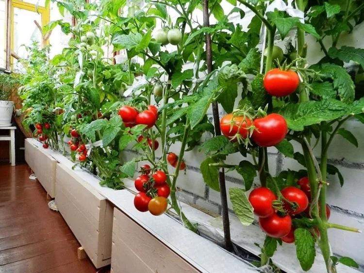 Platzsparende Ideen für Tomatenanbau in der Stadt