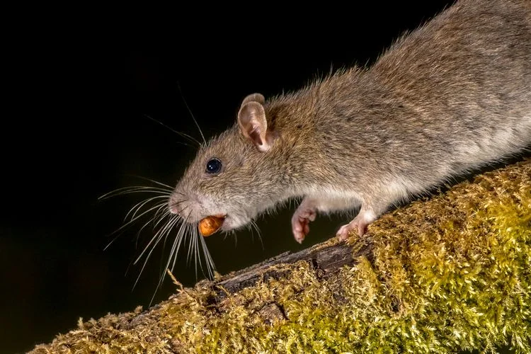 Ratten im Garten entdecken und wegjagen