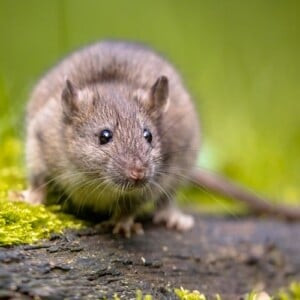 Ratten im Garten vertreiben - hilfreiche Tipps
