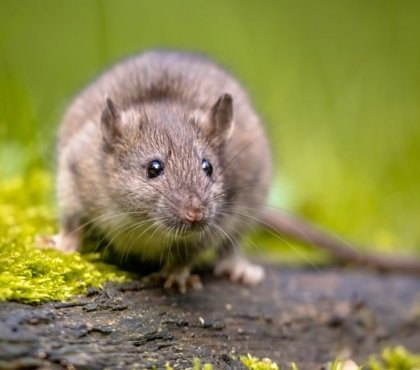 Ratten im Garten vertreiben - hilfreiche Tipps