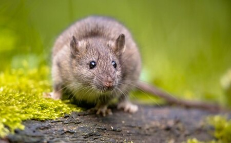 Ratten im Garten vertreiben - hilfreiche Tipps