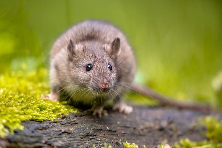 Ratten im Garten vertreiben - hilfreiche Tipps