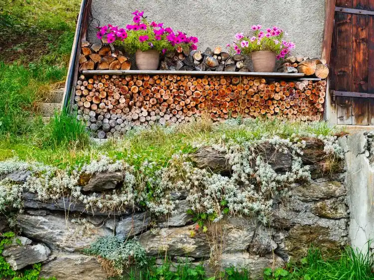 Richtige Bodendecker für den Vorgarten anbauen