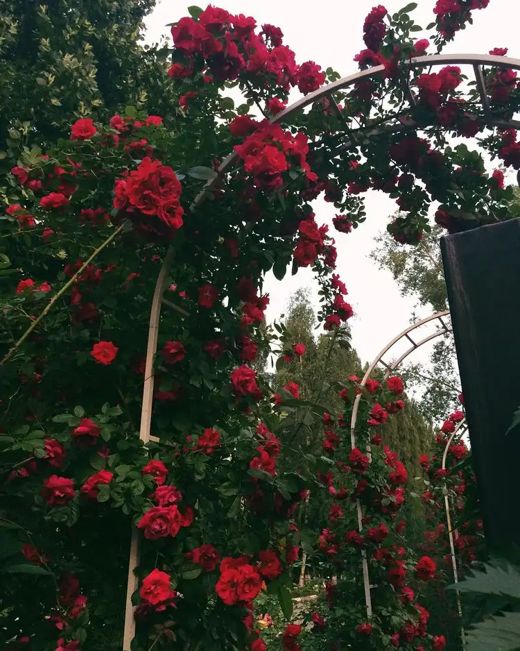Rose - eine der beliebtesten Pflanzen für Garten