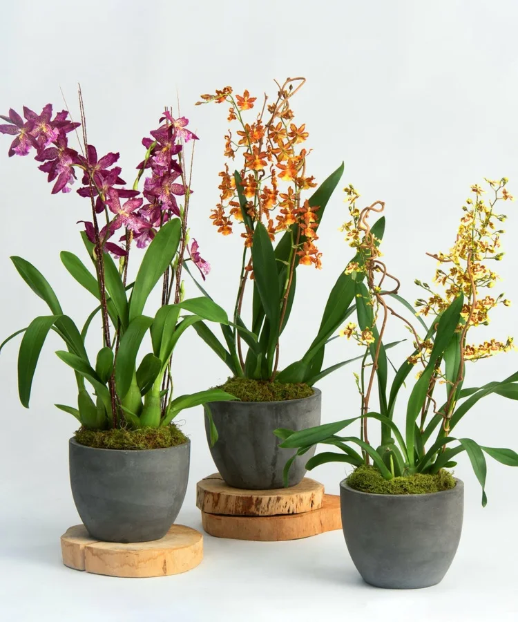 Orchideen Ableger