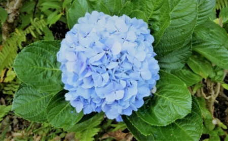So funktioniert Blaufärbung bei Hortensien