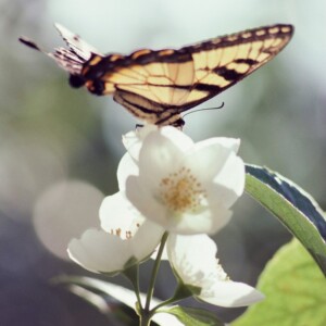 Sommerjasmin lockt Biene und Schmetterlinge