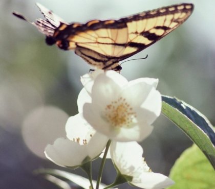 Sommerjasmin lockt Biene und Schmetterlinge