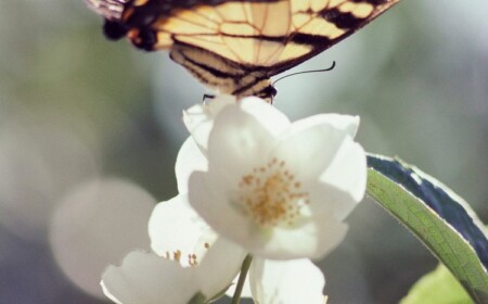 Sommerjasmin lockt Biene und Schmetterlinge