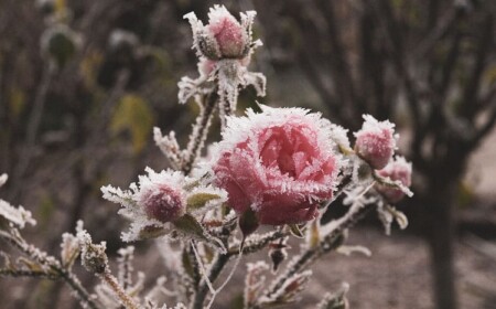 Symptome, dass Pflanzen erfroren sind