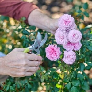 Tipps zur Rosenpflege - Pflanzen richtig beschneiden
