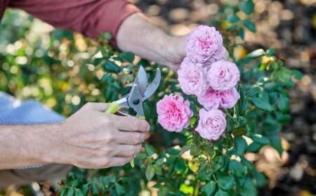 Tipps zur Rosenpflege - Pflanzen richtig beschneiden