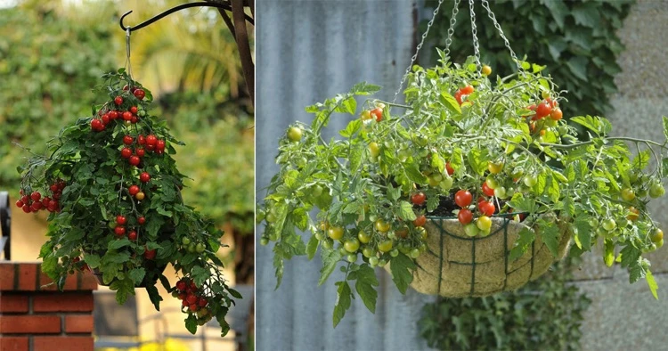 Tomaten platzsparend anbauen in Hängetöpfe Ampeltomaten