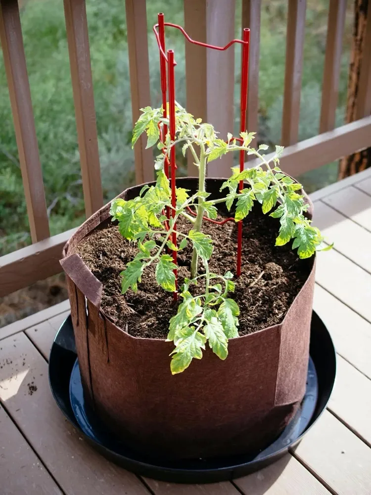 Tomaten vertikal anbauen Stütze verwenden
