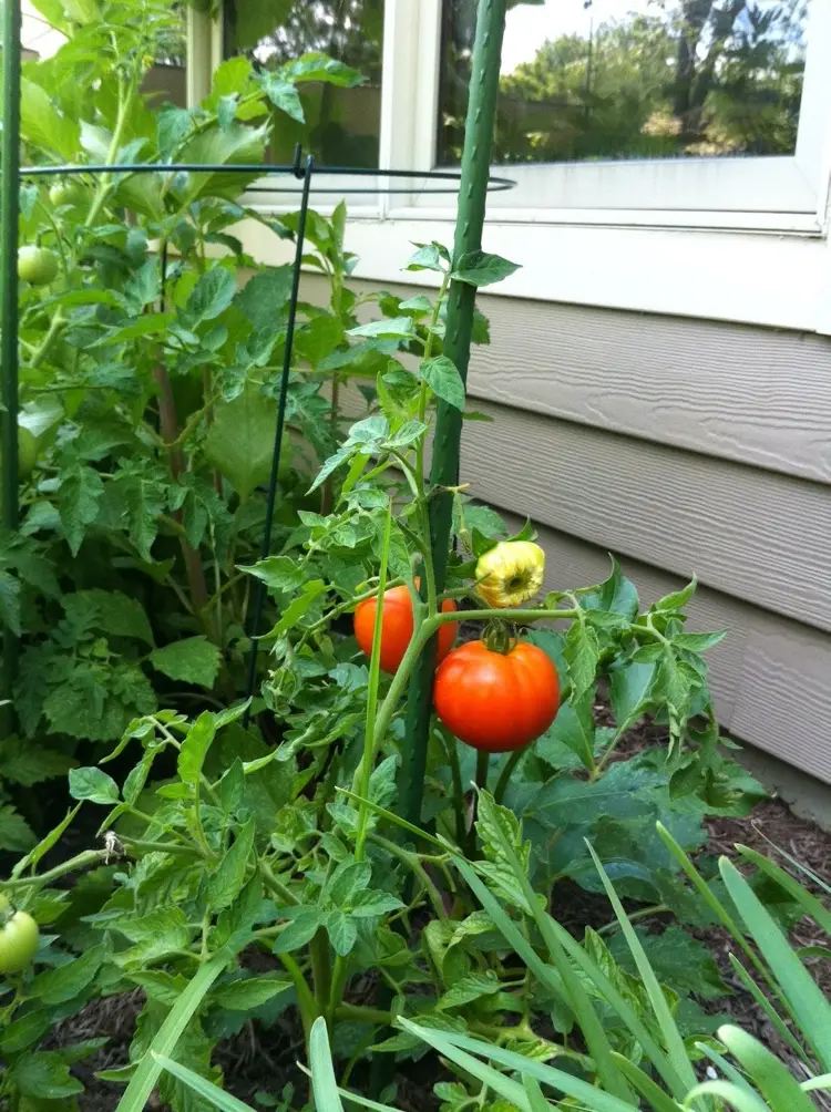 Tomatenanbau bei wenig Platz entlang der Hauswand