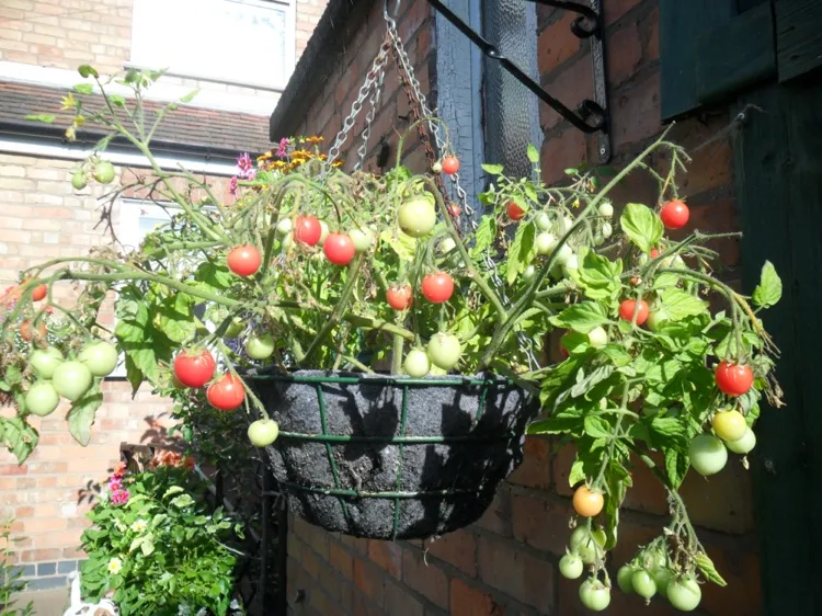 Tomatenpflanze in Hängekorb mit passender Stütze