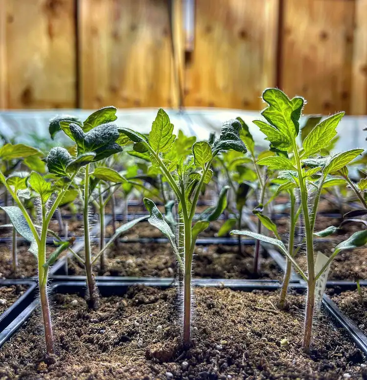 Tomatenpflanzen pikieren - wann und wie muss man das tun