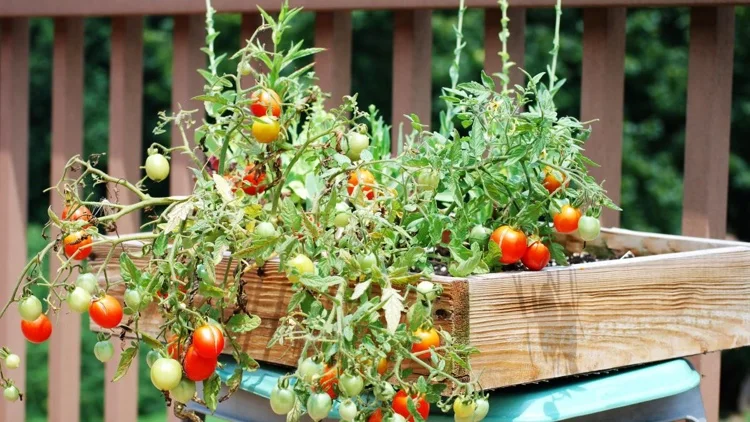 tomaten hängend