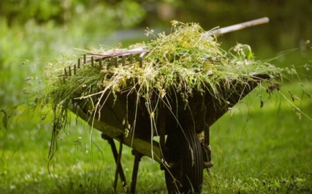 Unkraut im Rasen erkennen und bekämpfen Tipps
