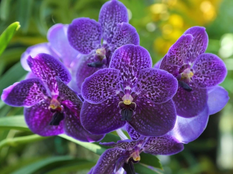 Vanda und andere Monopodiale Orchideenarten vermehren durch Seitentriebe