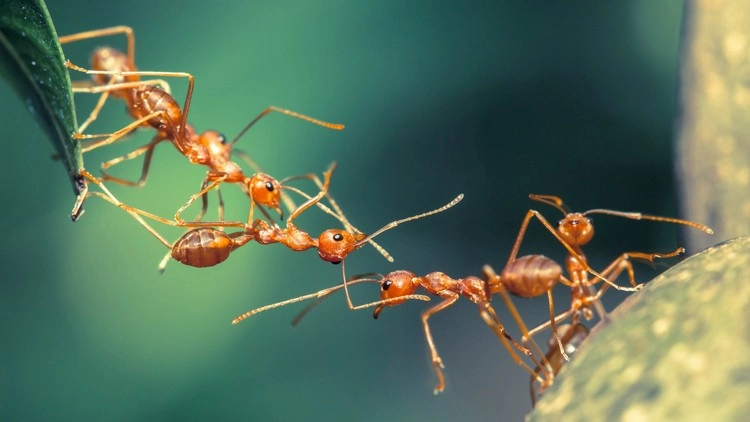 Viele chemische Mittel zur Ameisenbekämpfung können Ihren Garten zerstören