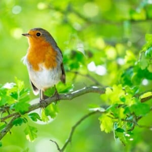 Vogelschutzhecke im Garten welche Pflanzen mit Beeren