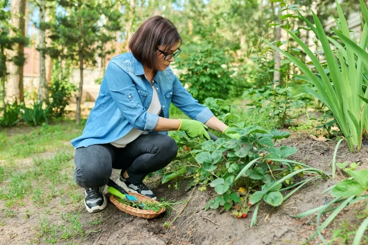Was kann man neben Erdbeeren pflanzen - Ideen für gute Nachbarn
